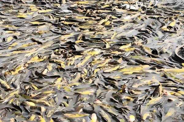 黄骨鱼的养殖技术,放养鱼种前要用生石灰清塘消毒