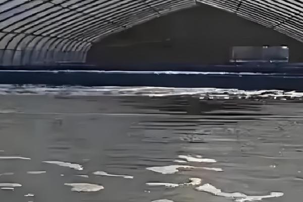 黄骨鱼的养殖技术,放养鱼种前要用生石灰清塘消毒