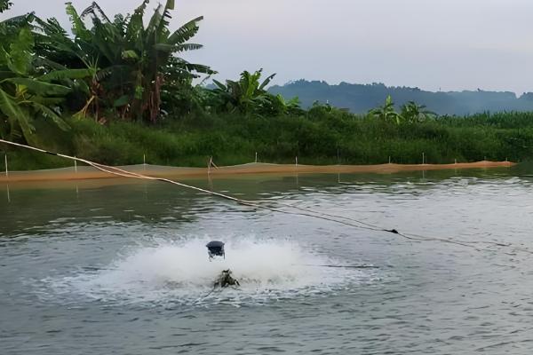 黄骨鱼的养殖技术,放养鱼种前要用生石灰清塘消毒