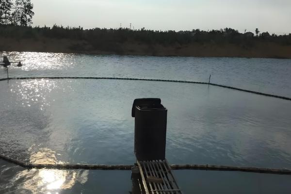 黄骨鱼的养殖技术,放养鱼种前要用生石灰清塘消毒