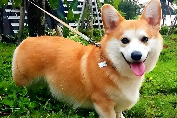 狗狗为什么大便不成型，可能是感染病毒或体内寄生虫所致