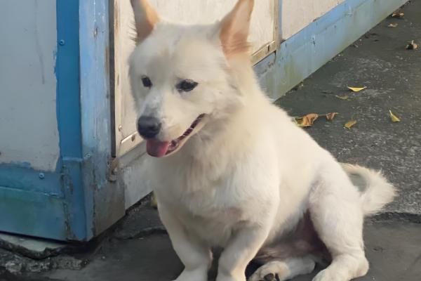 狗狗为什么大便不成型，可能是感染病毒或体内寄生虫所致