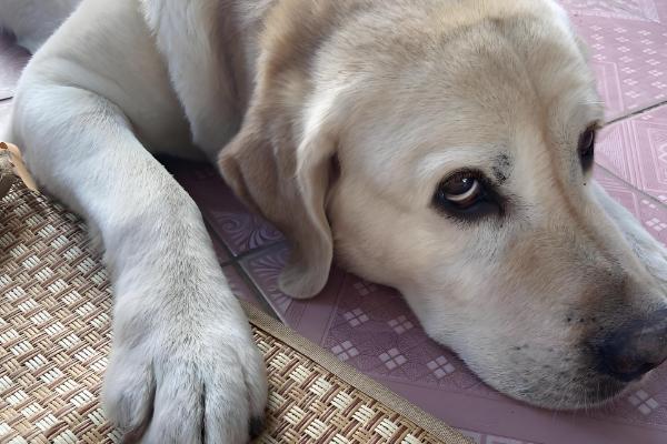 狗狗为什么大便不成型，可能是感染病毒或体内寄生虫所致