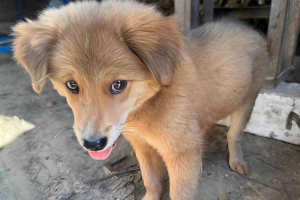 狗狗为什么大便不成型，可能是感染病毒或体内寄生虫所致