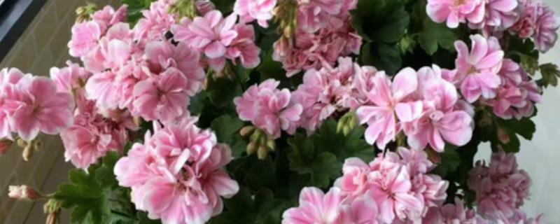 大花天竺葵如何养殖,适合种植在酸性的土壤中