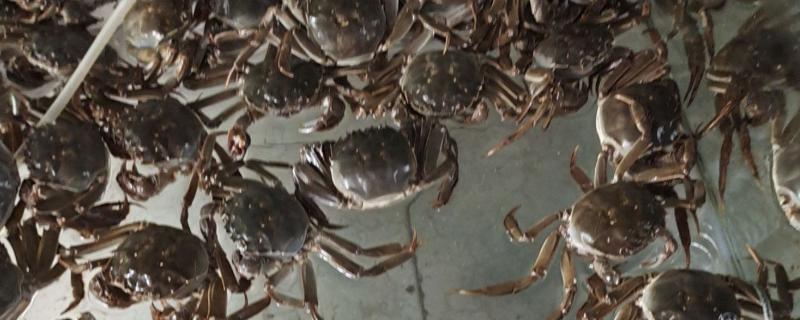 母蟹和公蟹如何区分，外形和蟹黄均不同