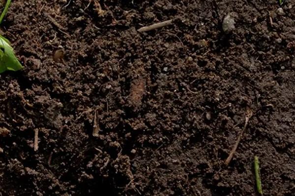 土壤中的腐殖质占有机质总量的多少，通常占有机质总量的50-70％