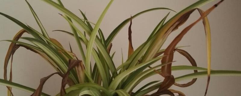 吊兰叶尖发黑干枯的原因，可能是环境不适所致