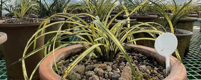 慧兰花多久浇水一次，通常三天浇灌一次