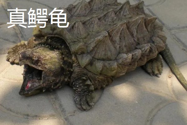 鳄龟的品种,常见的有真鳄龟和北美拟鳄龟等