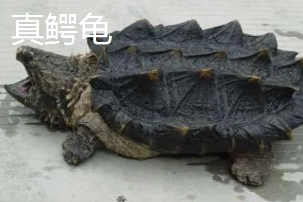 鳄龟的品种,常见的有真鳄龟和北美拟鳄龟等