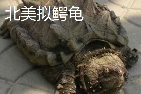 鳄龟的品种,常见的有真鳄龟和北美拟鳄龟等