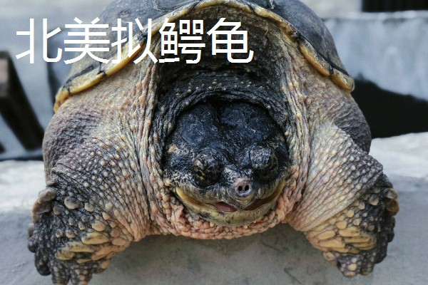 鳄龟的品种,常见的有真鳄龟和北美拟鳄龟等