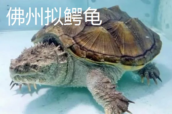 鳄龟的品种,常见的有真鳄龟和北美拟鳄龟等