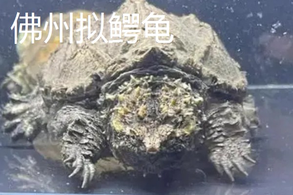 鳄龟的品种,常见的有真鳄龟和北美拟鳄龟等