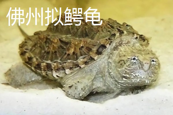 鳄龟的品种,常见的有真鳄龟和北美拟鳄龟等