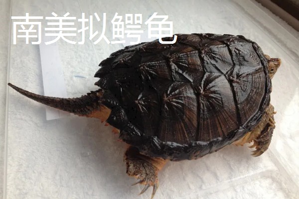 鳄龟的品种,常见的有真鳄龟和北美拟鳄龟等