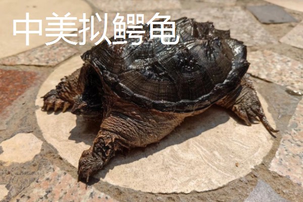 鳄龟的品种,常见的有真鳄龟和北美拟鳄龟等