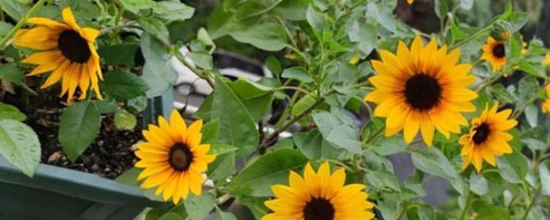 室外阳光下茂盛生长的植物品种，推荐向日葵、炮仗花等