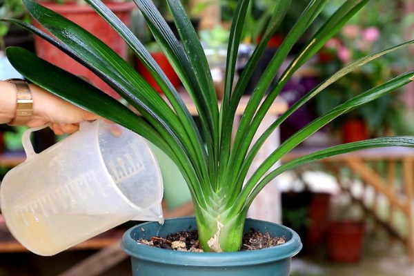 君子兰叶子怎么养才有光泽,春季要一天进行一次浇水