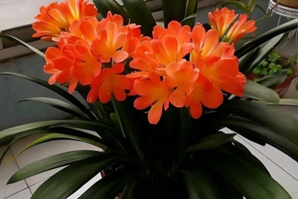 君子兰叶子怎么养才有光泽,春季要一天进行一次浇水