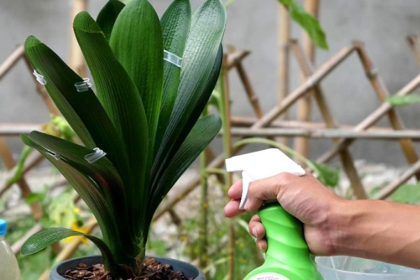 君子兰叶子怎么养才有光泽,春季要一天进行一次浇水