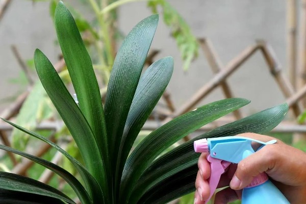 君子兰叶子怎么养才有光泽,春季要一天进行一次浇水