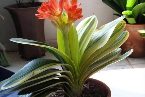 君子兰叶子怎么养才有光泽,春季要一天进行一次浇水