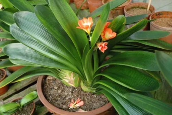 君子兰叶子怎么养才有光泽,春季要一天进行一次浇水