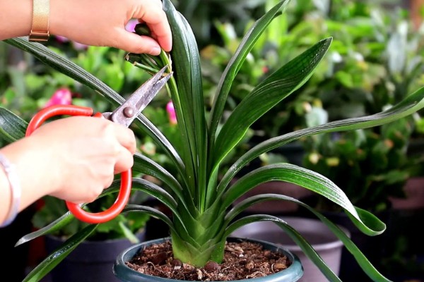 君子兰叶子怎么养才有光泽,春季要一天进行一次浇水