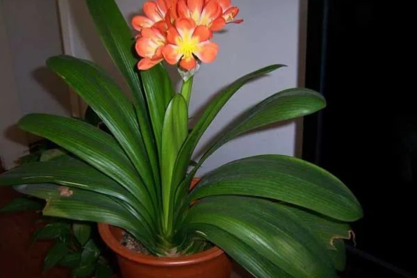 君子兰叶子怎么养才有光泽,春季要一天进行一次浇水