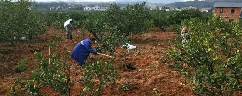 脐橙的施肥技巧,主要有以下6种方式