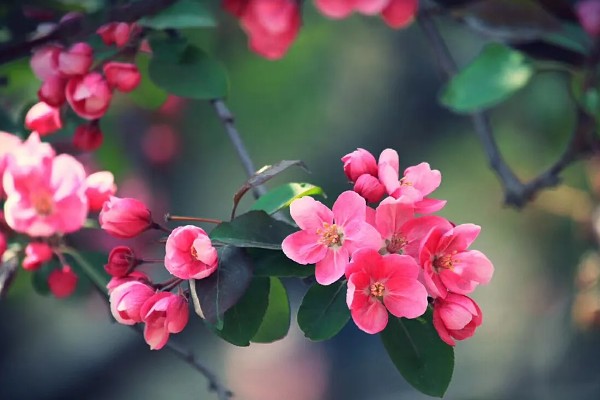 海棠花有什么花语,代表繁华和玉堂富贵