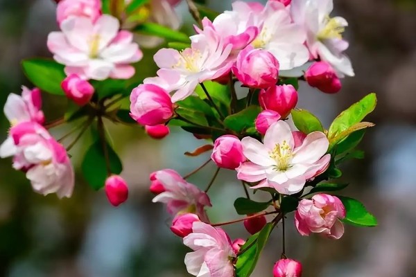 海棠花有什么花语,代表繁华和玉堂富贵