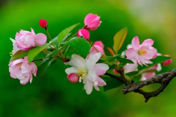 海棠花有什么花语,代表繁华和玉堂富贵