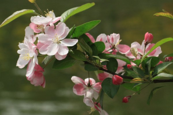 海棠花有什么花语,代表繁华和玉堂富贵