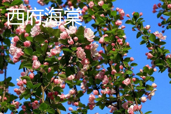 海棠花有什么花语,代表繁华和玉堂富贵