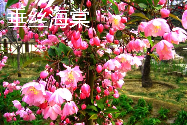 海棠花有什么花语,代表繁华和玉堂富贵
