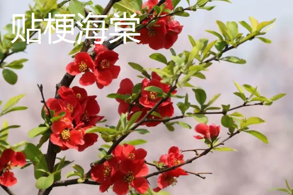 海棠花有什么花语,代表繁华和玉堂富贵