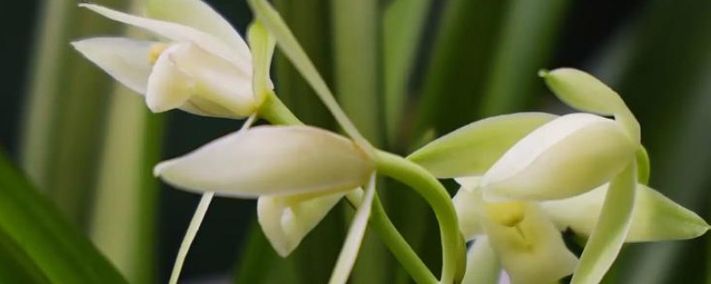 兰花冬天能晒太阳吗,冬天可以晒太阳