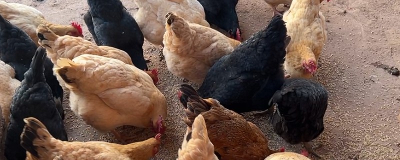 新手养鸡要准备哪些用具，鸡笼、饮水和喂料用具都要备好