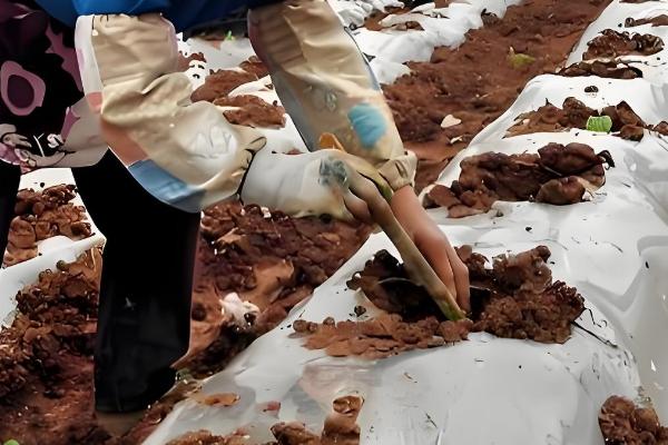 过度使用氮肥的坏处，会出现作物徒长、抗逆能力下降等问题