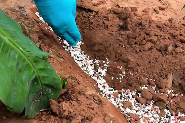 过度使用氮肥的坏处，会出现作物徒长、抗逆能力下降等问题