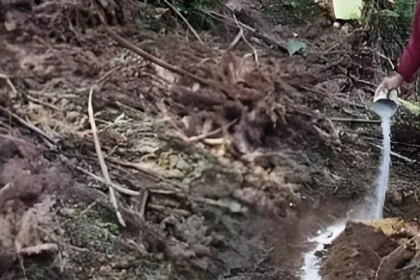 过度使用氮肥的坏处，会出现作物徒长、抗逆能力下降等问题