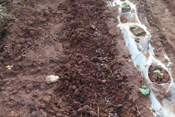 过度使用氮肥的坏处，会出现作物徒长、抗逆能力下降等问题