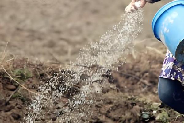 过度使用氮肥的坏处，会出现作物徒长、抗逆能力下降等问题