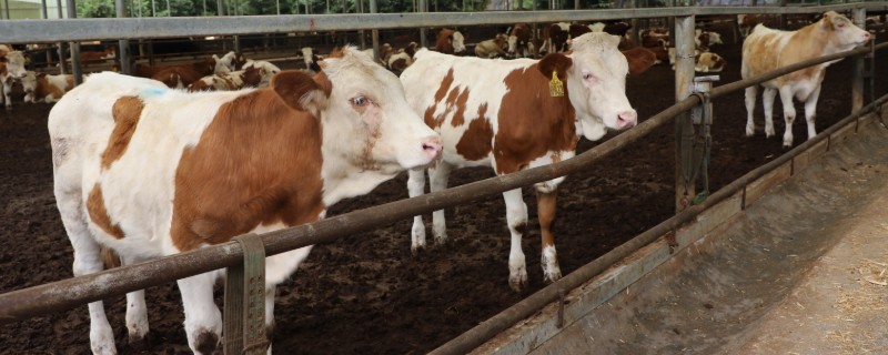 母牛羊水破后过多长时间会产犊,如果是顺产经过30分钟左右就会分娩