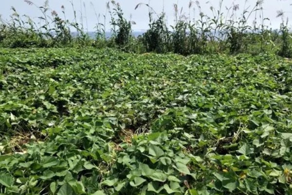 红薯是什么时候进入中国的，约在16世纪末叶