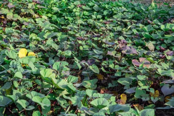 红薯是什么时候进入中国的，约在16世纪末叶