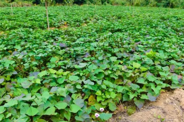 红薯是什么时候进入中国的，约在16世纪末叶